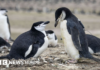 Por qué la mayor colonia de pingüinos del mundo ha perdido dos tercios de su población