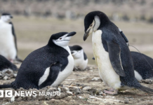 Por qué la mayor colonia de pingüinos del mundo ha perdido dos tercios de su población