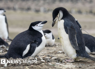 Por qué la mayor colonia de pingüinos del mundo ha perdido dos tercios de su población