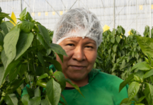 América Latina avanza frente a los riesgos psicosociales en el trabajo, pero persisten desafíos